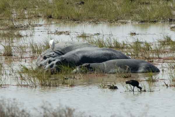 77 - Tanzania - Hipopotamos - crater del Ngorongoro